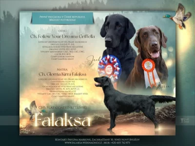 Flat Coated Retriever s PP