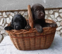 Flat Coated Retriever s PP