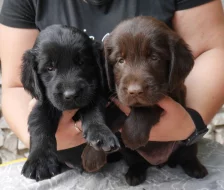 Flat Coated Retriever s PP