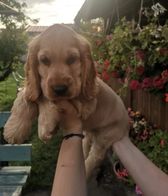 Anglický kokršpaněl zlatý  bez pp