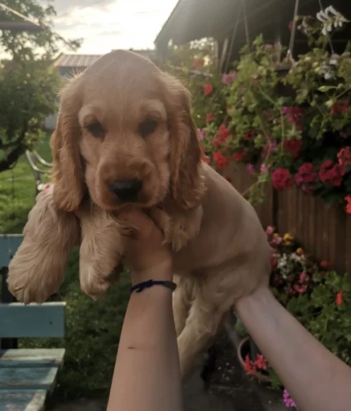 Anglický kokršpaněl zlatý  bez pp