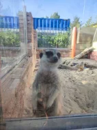 Surikaty: samec + loňská tři mláďata