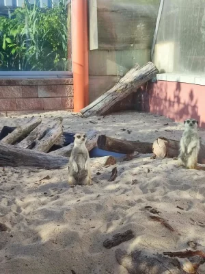 Surikaty: samec + loňská tři mláďata