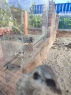 Surikaty: samec + loňská tři mláďata