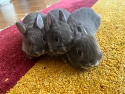 Zakrslý králík bílopesíkatý havanovitý