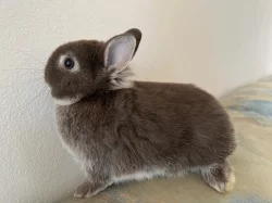 Zakrslý králík bílopesíkatý havanovitý