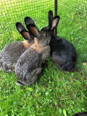 Prodám letošní králíky