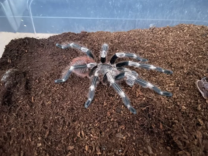 Samec N. Chromatus