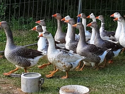 Prodám letošní husy