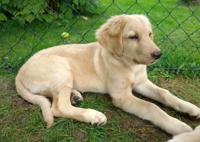 Plavý hovawart s PP