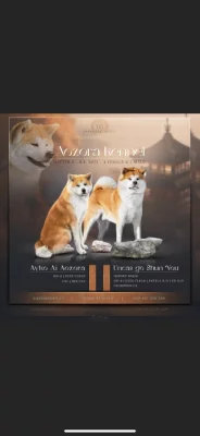 Akita inu s PP