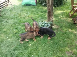 Štěňata Německých ovčáků