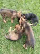 Štěňata Německých ovčáků