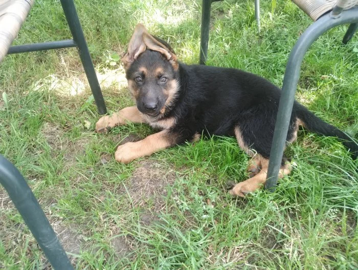 Štěňata Německých ovčáků