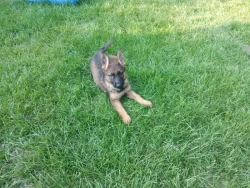 Štěňata Německých ovčáků