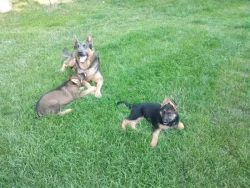 Štěňata Německých ovčáků