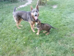 Štěňata Německých ovčáků