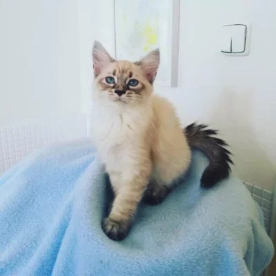 koťátka vzácné Neva Masquerade s PP