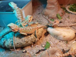 agama vousatá - mláďata