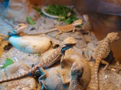 agama vousatá - mláďata