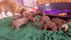 Jezevčík velikost standart štěňata prodej