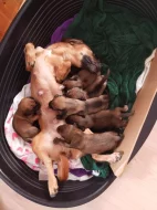 Jezevčík velikost standart štěňata prodej