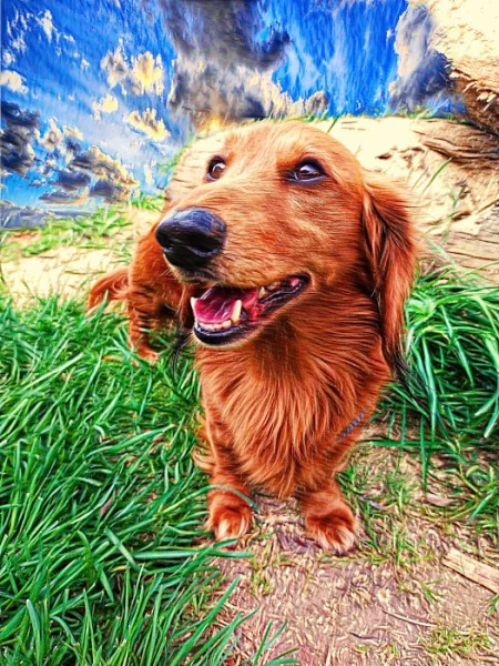 Jezevčík velikost standart štěňata prodej