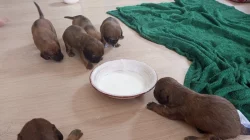 Jezevčík velikost standart štěňata prodej