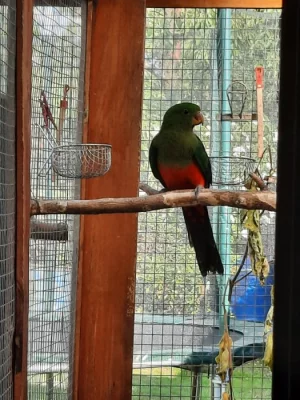 Papoušek královský