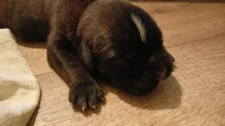 Německý boxer
