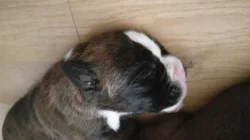 Německý boxer
