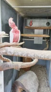 Kakadu růžový lutino a Kakadu růžový přírodní
