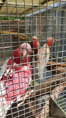 Kakadu růžový lutino a  Kakadu růžový přírodní