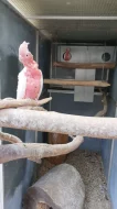 Kakadu růžový lutino a Kakadu růžový přírodní