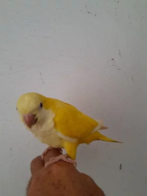 Mnisek sedy ručně dokrmeny