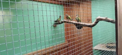 Prodám papoušek Alexandřin přírodní