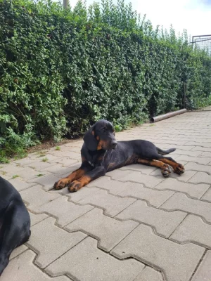 Štěňata polského honiče s PP