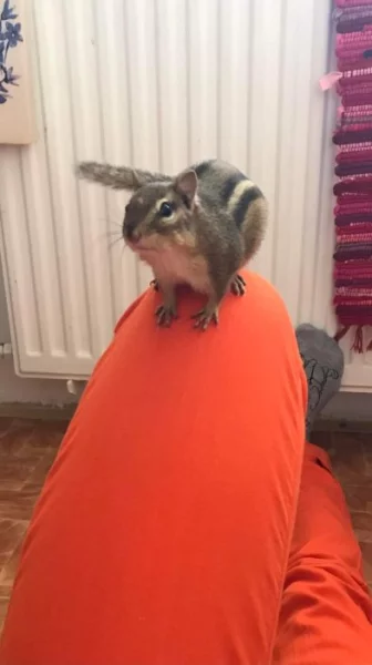 Čipmankove mláďata