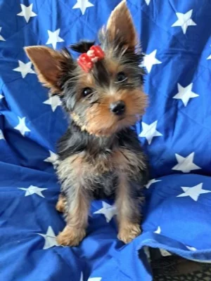 Štěňata yorkshirského teriéra