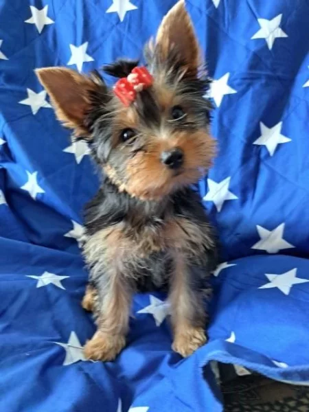 Štěňata yorkshirského teriéra