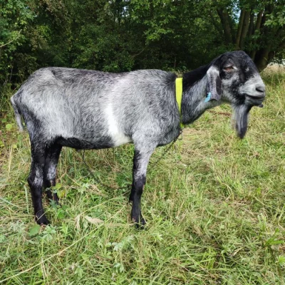 Kozel AN 75% černo-stříbrný