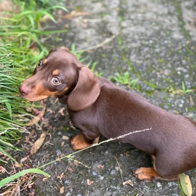 Jezevčík hladkosrstý  Štěňata bez PP na prodej