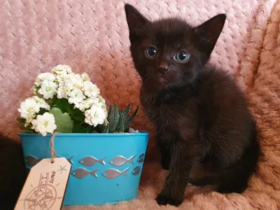 Prodám mainská mývalí koťátka bez PP