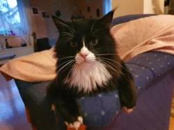 Prodám mainská mývalí koťátka bez PP