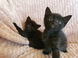 Prodám mainská mývalí koťátka bez PP