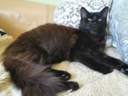 Prodám mainská mývalí koťátka bez PP