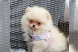 Německý špic trpasličí (Pomeranian)