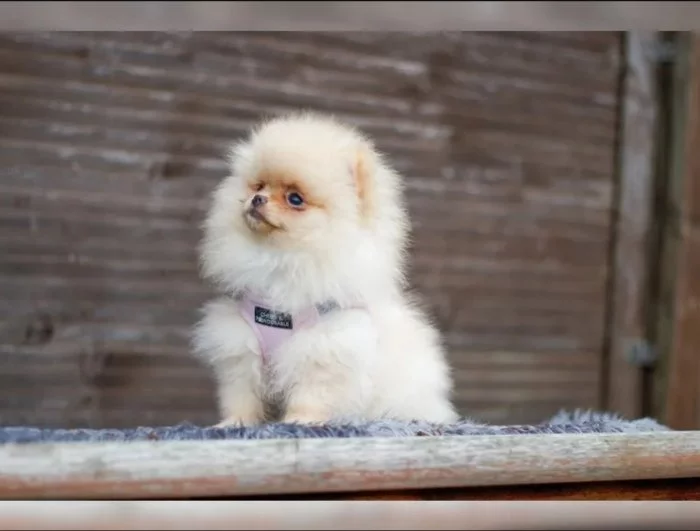 Německý špic trpasličí (Pomeranian)