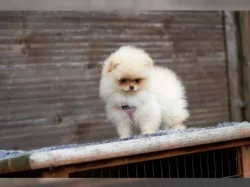 Německý špic trpasličí (Pomeranian)