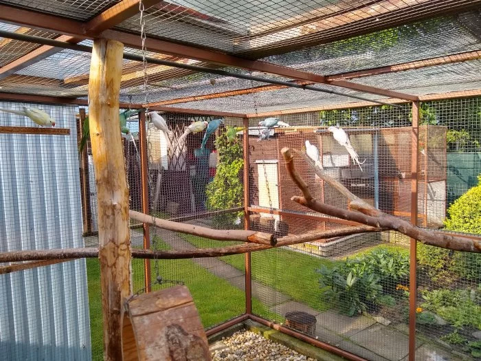 Rosela slámožlutá